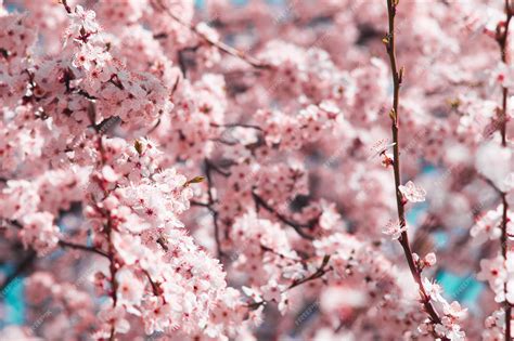 Is Cherry Blossom Poisonous To Dogs