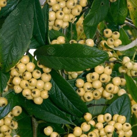 Cotoneaster Rothschildianus Future Forests