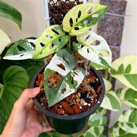 Jual Tanaman Hias Monstera Adansonii Variegated Tanaman Janbol