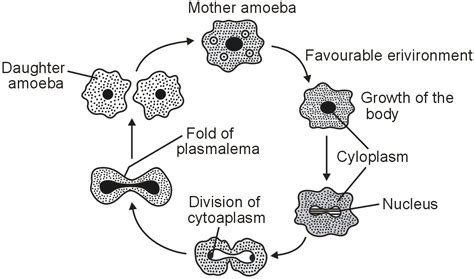 What is Asexual reproduction? Describe the Asexual reproduction in Amoeba.