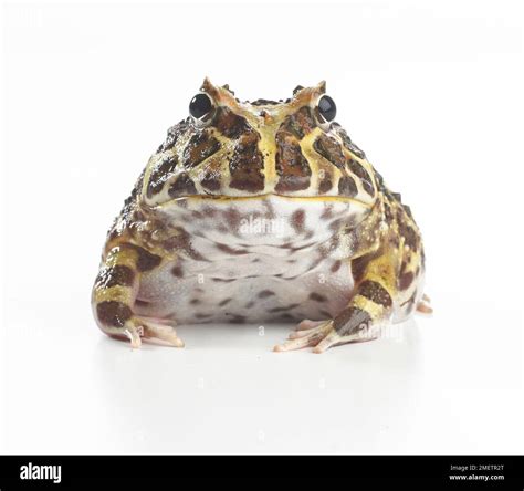 Argentine Horned Frog Ornate Horned Frog Or Pacman Frog Ceratophrys