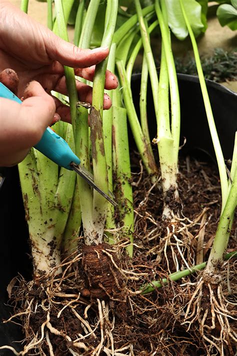 Dividing Arum Lilies | The Gardener : The Gardener