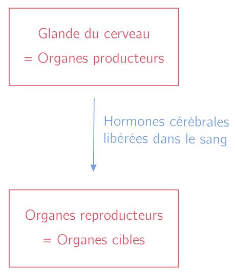 La Communication Hormonale Et La Transformation Du Corps à La Puberté 4e Cours Svt Kartable