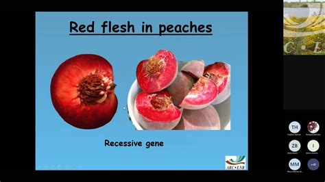 Basic Principles Of Inheritances And How Fruit Breeders Use This