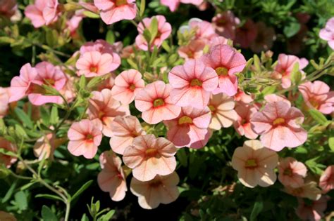 Calibrachoa Give Prolific Flowers All Season Long Mississippi State