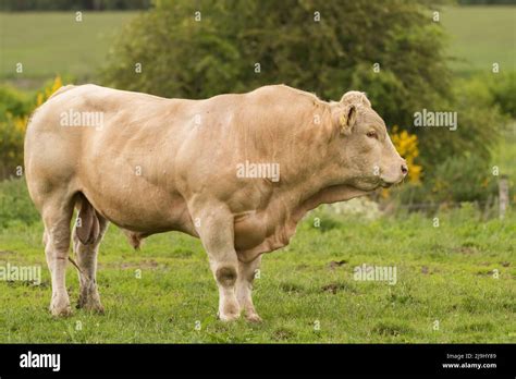 Pedigree Charolais Bull On Organic Farm Stock Photo Alamy