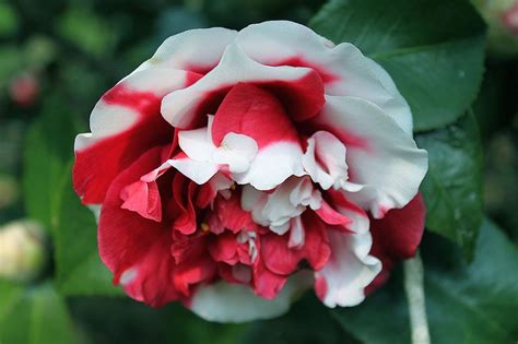 Камелии : Camellia japonica — Камелия японская General Colletti.