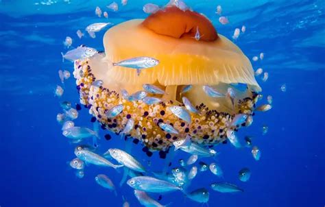 Скачать обои море, рыбы, медуза, Адриатическое море, медуза Живая ...