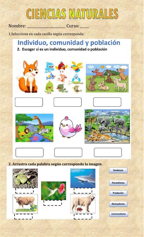 Los Seres Vivos Activity For Primero De Primaria Live Worksheets Nbkomputer