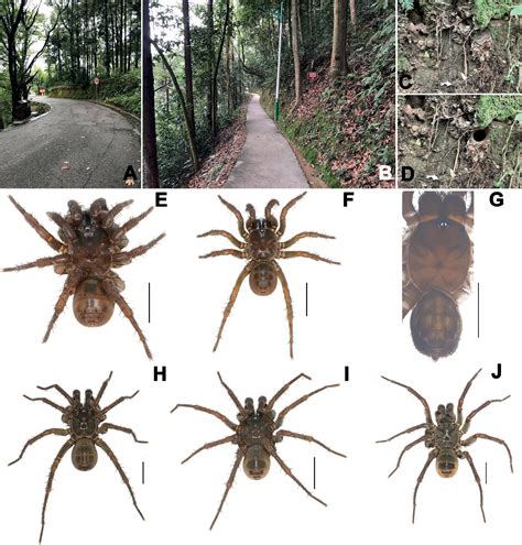 ﻿three New Species Of The Primitively Segmented Spider Genus Songthela