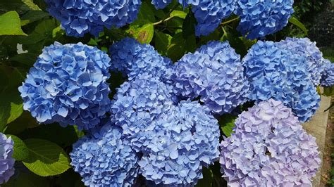 Which Are The Best Blue Flowering Hydrangeas The Garden Of Eaden