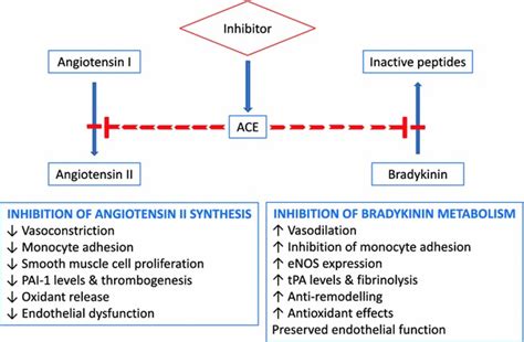 The Double Positive Effects Of Ace Inhibition [32 33] Ace