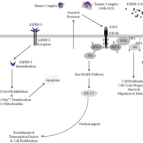 Apigenin Targets Insulin Like Growth Factor IGF Axis And