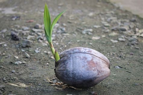 Coómo germinar cocos Huerto en casa