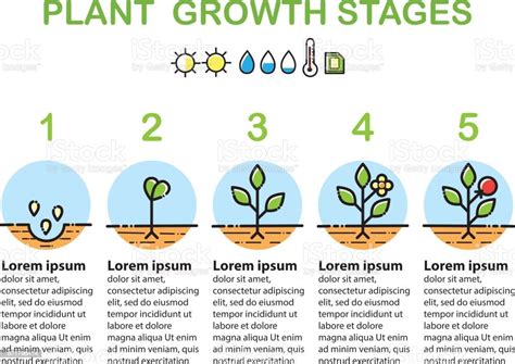 Infographie De Stades De Croissance Des Plantes Ligne Dicônes De Lart