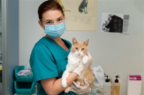 Cuánto Cuesta Llevar A Tu Al Veterinario Descubre En Este Artículo