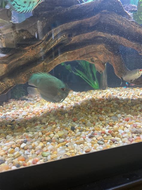 Neon Sapphire Discus