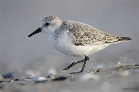 Sanderling Foto And Bild Oktober Ostsee Natur Bilder Auf Fotocommunity