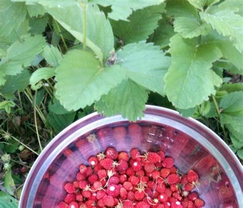 Common Wild Strawberry As A Lawn Alternative Native Plants Native