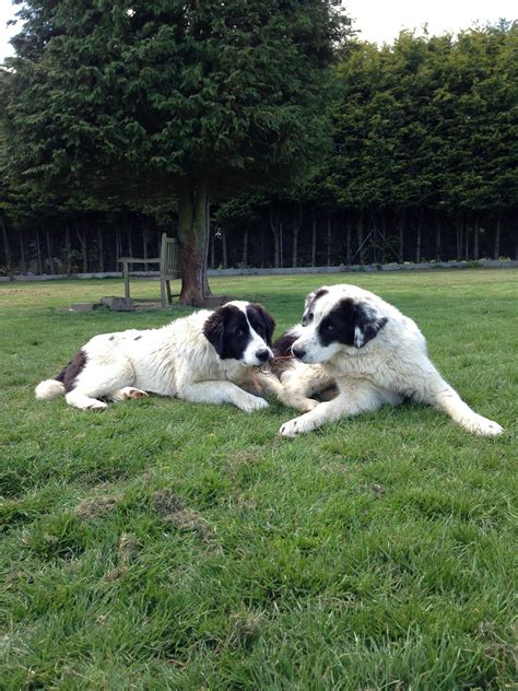 Central Asian Shepherd (Ovcharka)