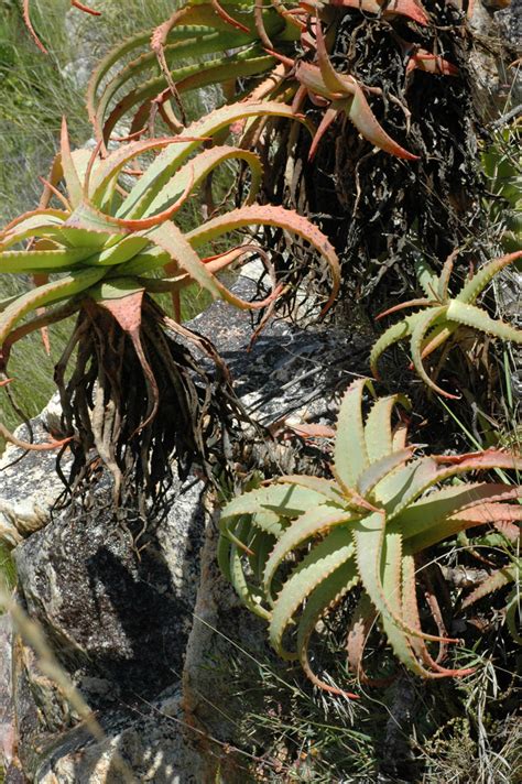 Aloe Mutabilis Asphodelaceae Image At Phytoimages Siu Edu