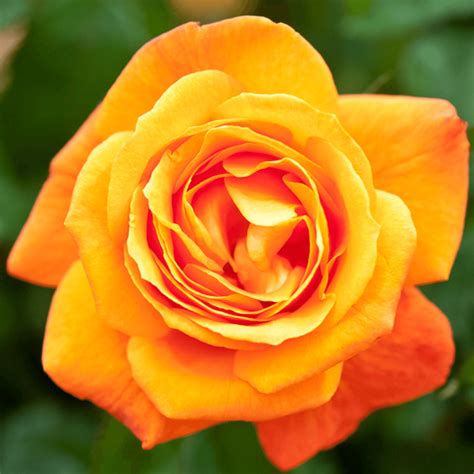 Rose Super Trouper Floribunda Roses From Leafy Tiger Uk