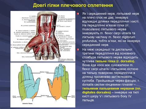 Довгі гілки плеч.сплетення - презентация онлайн