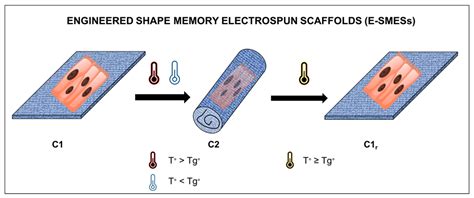 Ijms Free Full Text Shape Memory Polymers Hallmarks And Their Biomedical Applications In The