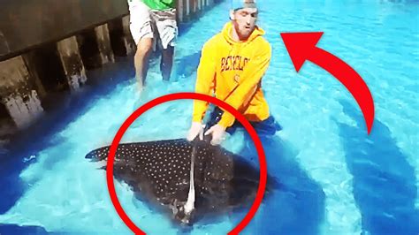 Stingray Encounters You Really Shouldnt Watch Youtube