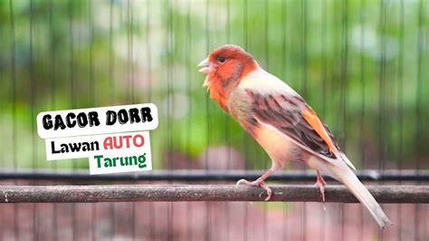 Suara Burung Kenari Gacor Panjang Ampuh Untuk Menaikan Emosi Kenari