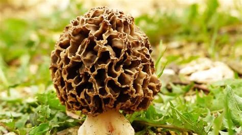 8 Examples Of Mushrooms Found In Tennessee Wildlife Informer