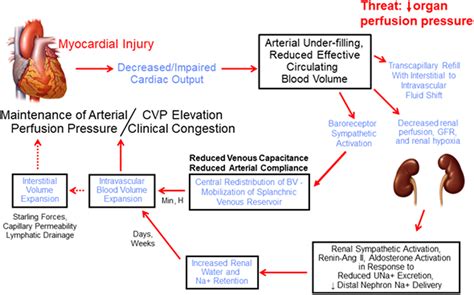 Fluid Volume Homeostasis In Heart Failure A Tale Of 2 Circulations