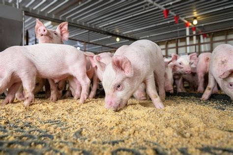 Modern Biosecurity In The Swine Industry Protekta