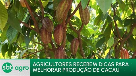 Sbt Agro Produtores De Cacau Recebem Orienta Es Sobre Podas