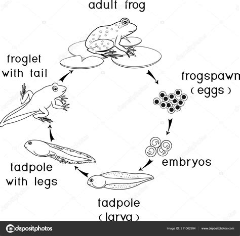 Life Cycle Of A Frog Diagram Lesha Goforth