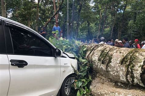 Mobil Ringsek Ditimpa Pohon Tumbang Ini Cara Dan Syarat Klaim Asuransi