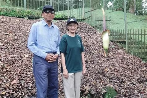 Bunga Bangkai Mekar Mantan Wapres Ri Boediono Kunjungi Kebun Raya