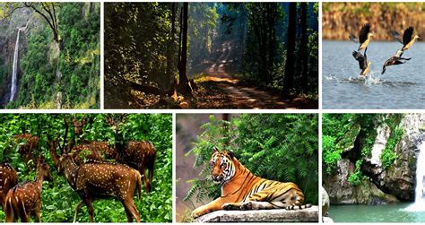 Wildlife Sanctuaries Of Odisha Explore Top List Now