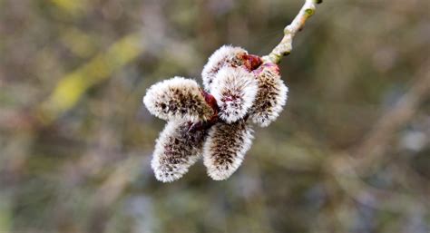 Pussy Willow Catkins Branch Free Photo On Pixabay