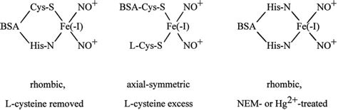 S Nitrosation Of Serum Albumin By Dinitrosyl Iron Complex Journal