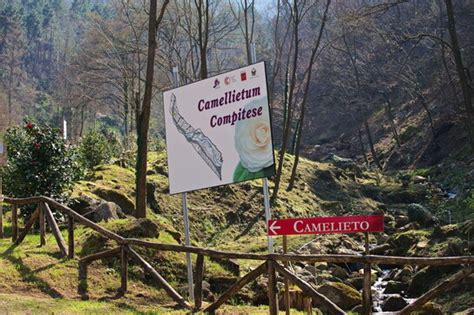 Toscana Tutto Sulle Camelie A Pieve E Sant Andrea Di Compito