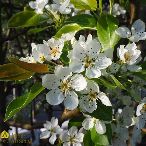 Pyrus Communis Luscious Pear Tree From Home Nursery