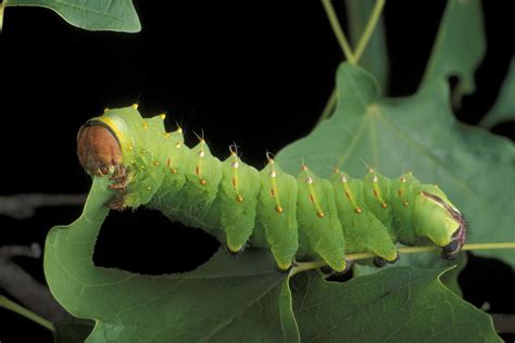 Here Is What You Should Feed a Caterpillar | Caterpillar eating, What ...