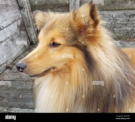 Sheltie Shetland Sheepdog Mini Collie Stock Photo Alamy