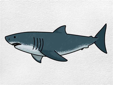 How To Draw A Great White Shark Step By Step For Kids