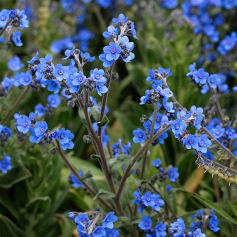 Chinese Forget Me Not Seeds Flower Seeds In Packets And Bulk Eden