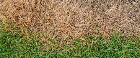 Mistakes You Could Make If You Try To Fertilize Your Lawn Yourself