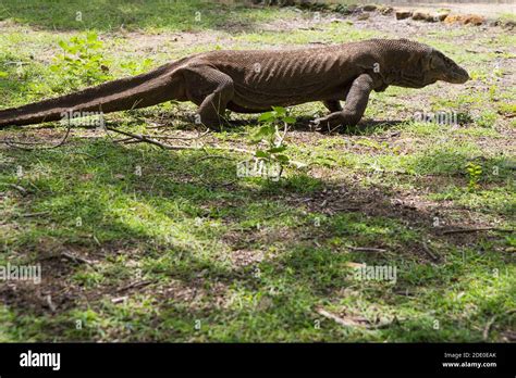 Komodo Dragon El Lagarto M S Grande Del Mundo Camina Sobre El Suelo