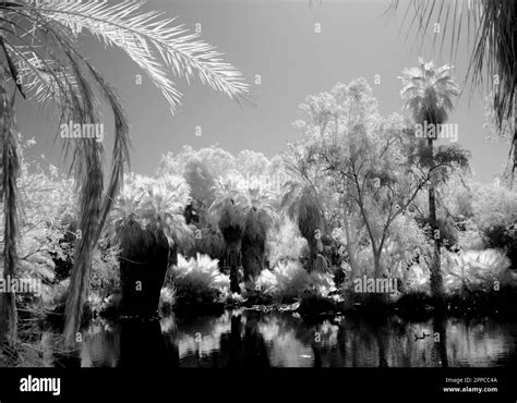 Mysterious And Alien Appearing Palm Tree Tropical Lagoon Stock Photo