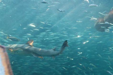 水族館で撮影されたサメの写真 まさかのタイミングで写り込んだ「エイ」に6万いいね Limo くらしとお金の経済メディア